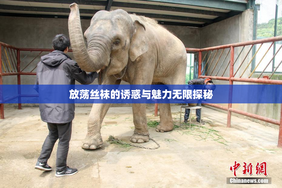 放荡丝袜的诱惑与魅力无限探秘