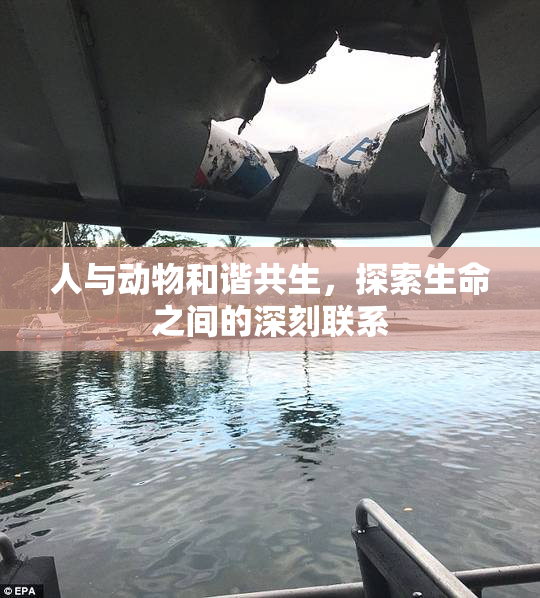 人与动物和谐共生，探索生命之间的深刻联系