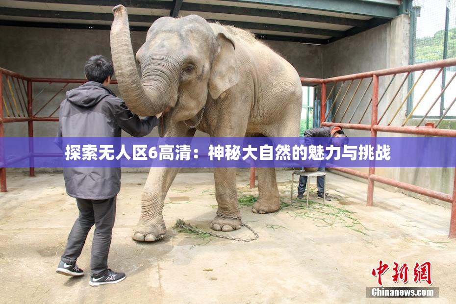 探索无人区6高清：神秘大自然的魅力与挑战