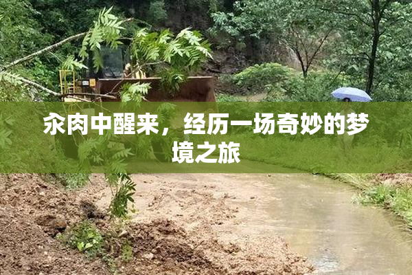 汆肉中醒来，经历一场奇妙的梦境之旅
