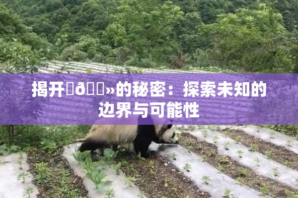 揭开‌🐻的秘密：探索未知的边界与可能性