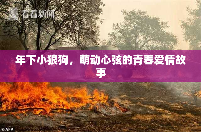 年下小狼狗，萌动心弦的青春爱情故事