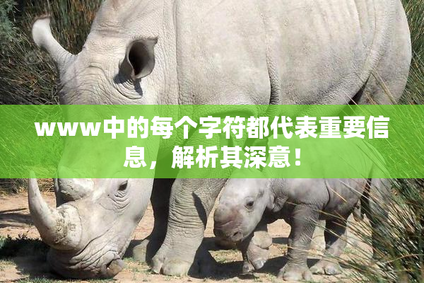 www中的每个字符都代表重要信息，解析其深意！