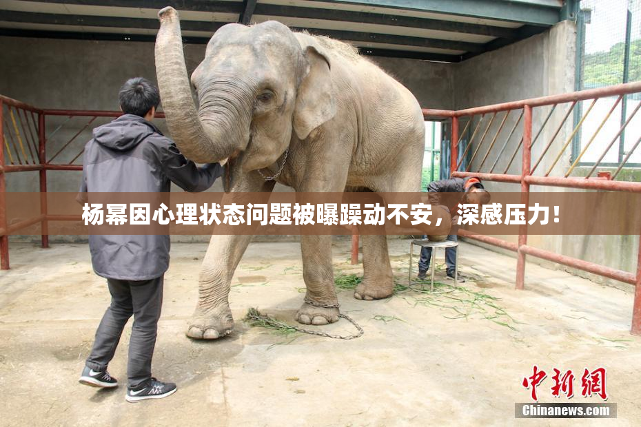 杨幂因心理状态问题被曝躁动不安，深感压力！