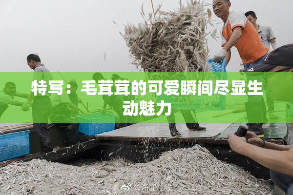 特写：毛茸茸的可爱瞬间尽显生动魅力