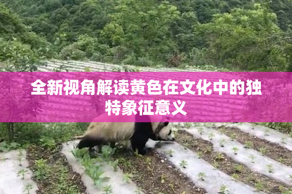 全新视角解读黄色在文化中的独特象征意义