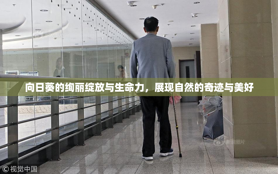 向日葵的绚丽绽放与生命力，展现自然的奇迹与美好