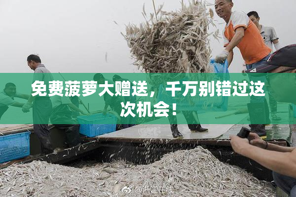 免费菠萝大赠送，千万别错过这次机会！