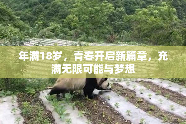 年满18岁，青春开启新篇章，充满无限可能与梦想