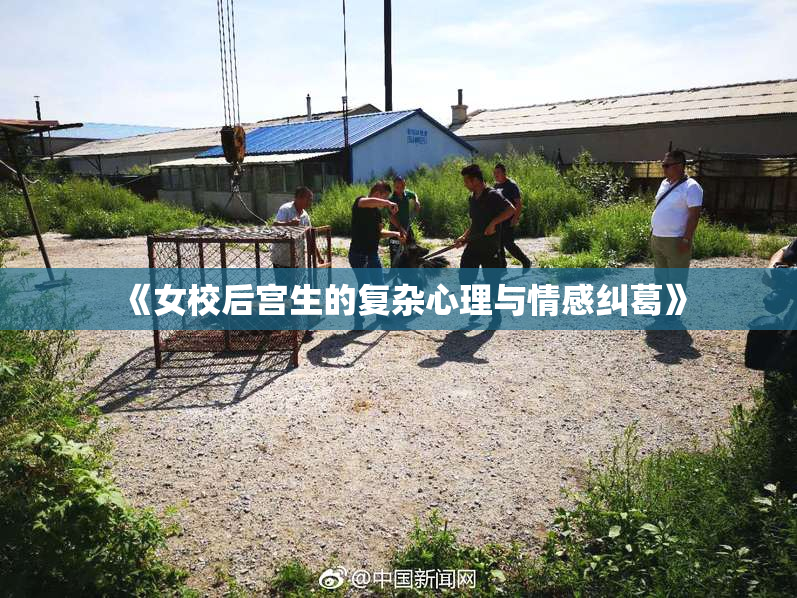 《女校后宫生的复杂心理与情感纠葛》