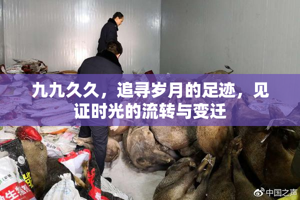 九九久久，追寻岁月的足迹，见证时光的流转与变迁