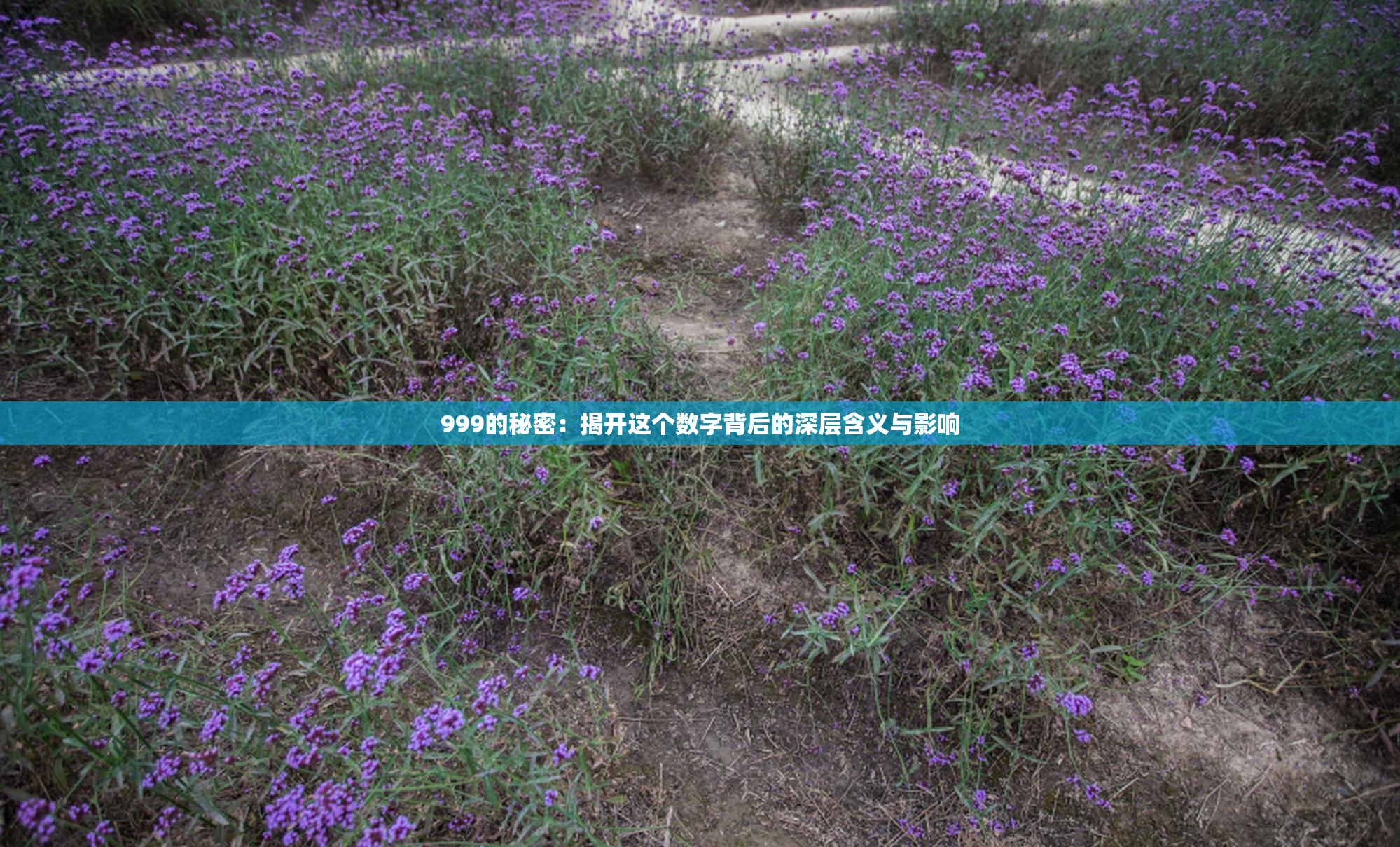 999的秘密：揭开这个数字背后的深层含义与影响