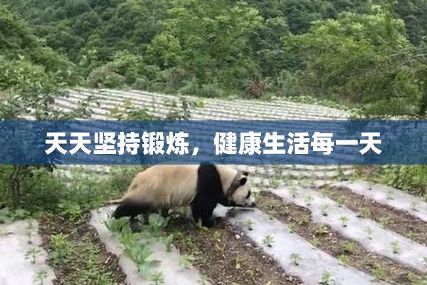 天天坚持锻炼，健康生活每一天