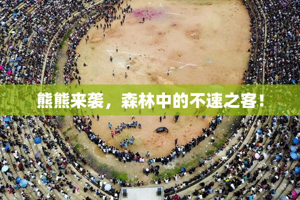熊熊来袭，森林中的不速之客！