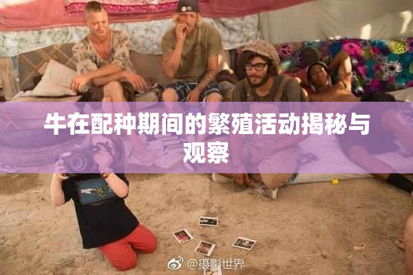 牛在配种期间的繁殖活动揭秘与观察