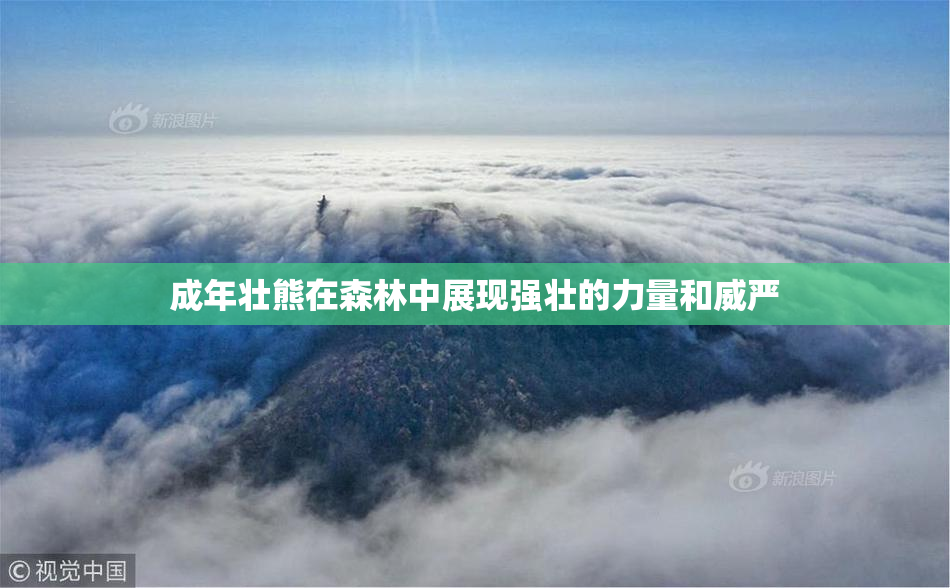 成年壮熊在森林中展现强壮的力量和威严