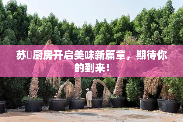 苏玥厨房开启美味新篇章，期待你的到来！
