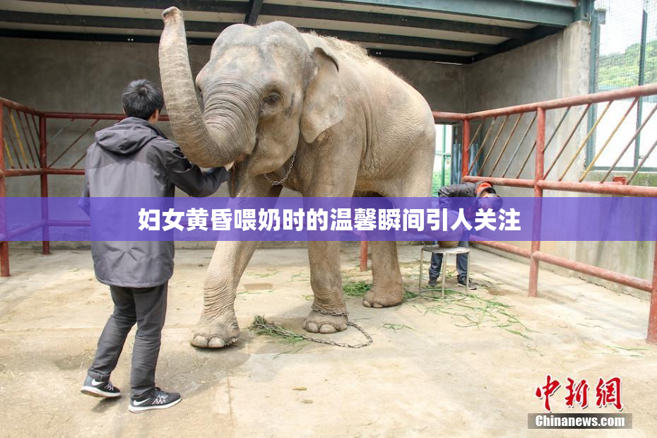 妇女黄昏喂奶时的温馨瞬间引人关注
