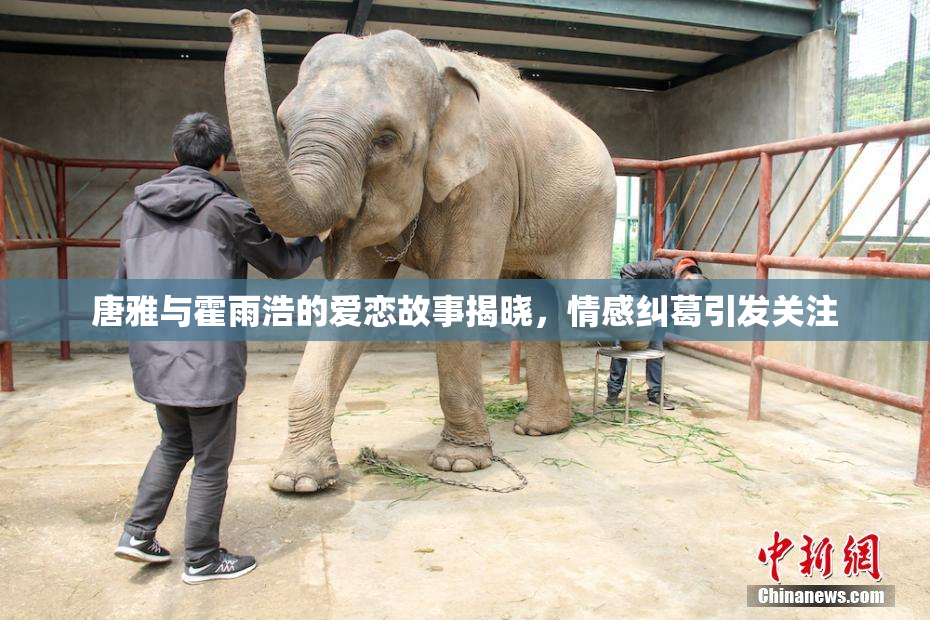 唐雅与霍雨浩的爱恋故事揭晓，情感纠葛引发关注