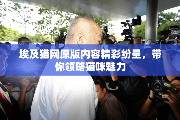 埃及猫网原版内容精彩纷呈，带你领略猫咪魅力