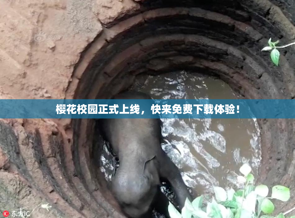樱花校园正式上线，快来免费下载体验！