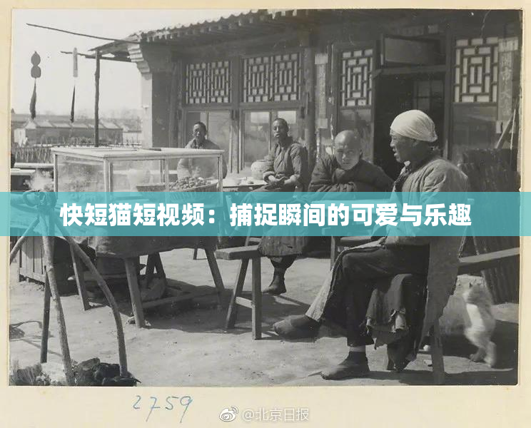 快短猫短视频：捕捉瞬间的可爱与乐趣
