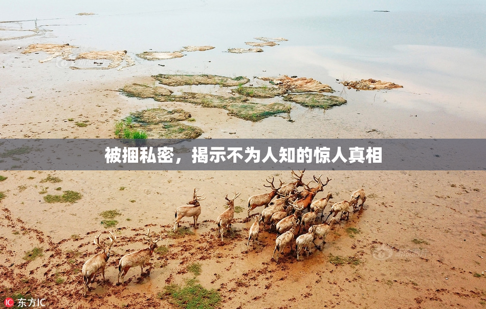 被捆私密，揭示不为人知的惊人真相