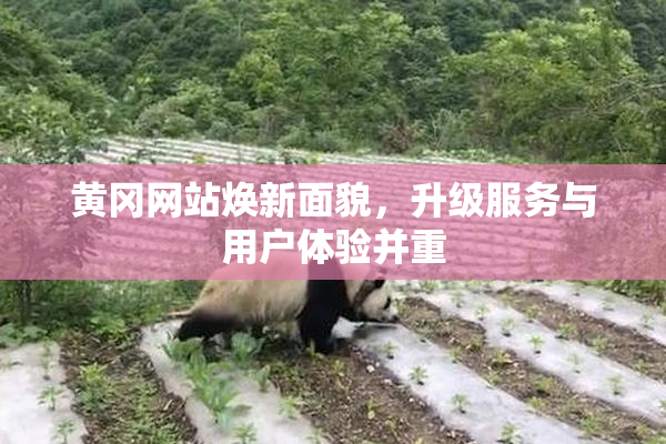 黄冈网站焕新面貌，升级服务与用户体验并重