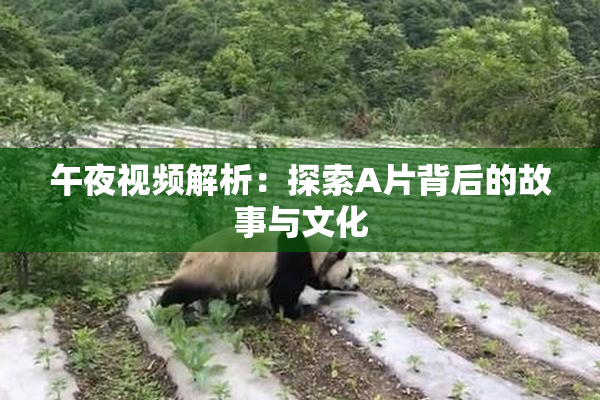 午夜视频解析：探索A片背后的故事与文化