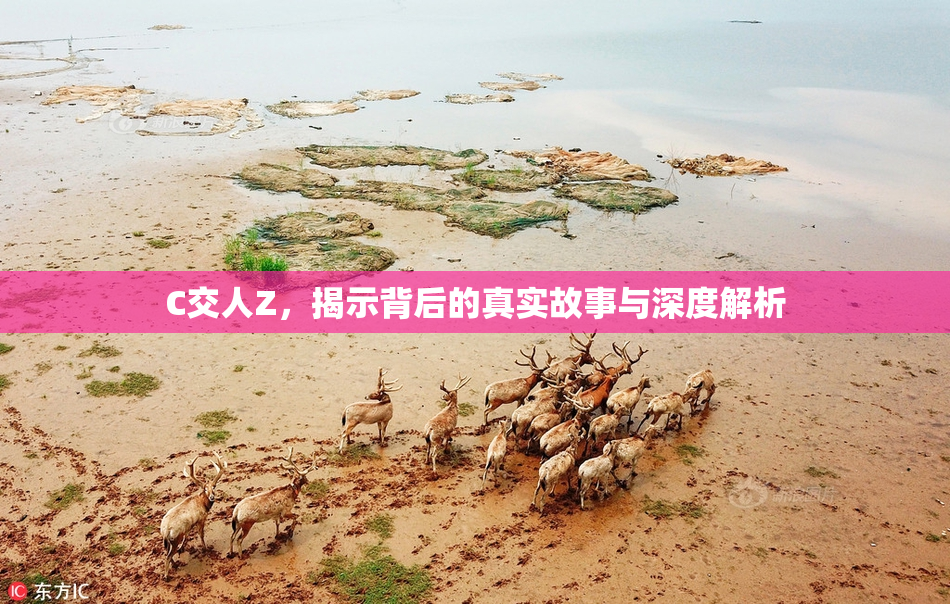 C交人Z，揭示背后的真实故事与深度解析