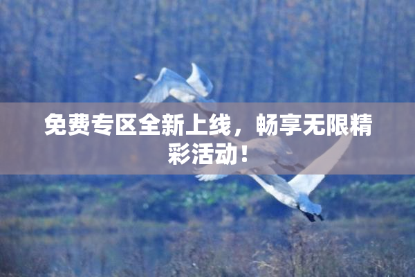 免费专区全新上线，畅享无限精彩活动！