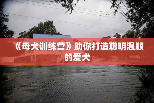 《母犬训练营》助你打造聪明温顺的爱犬