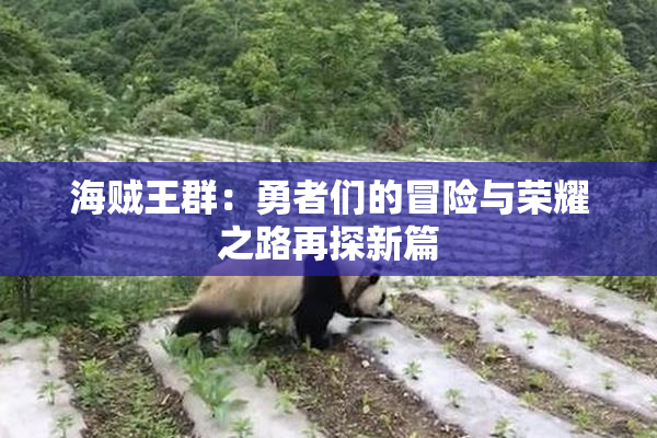 海贼王群：勇者们的冒险与荣耀之路再探新篇