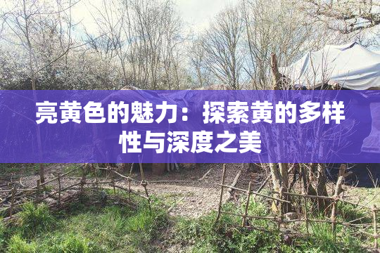 亮黄色的魅力：探索黄的多样性与深度之美