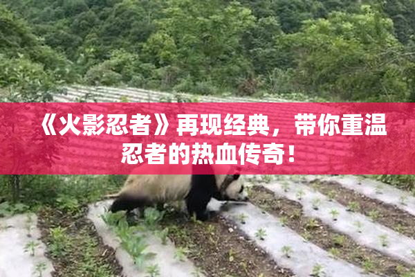 《火影忍者》再现经典，带你重温忍者的热血传奇！