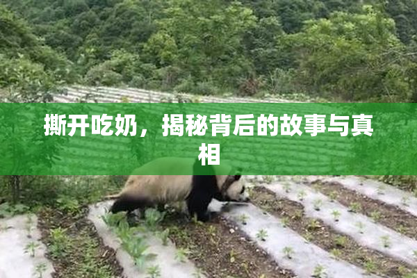 撕开吃奶，揭秘背后的故事与真相