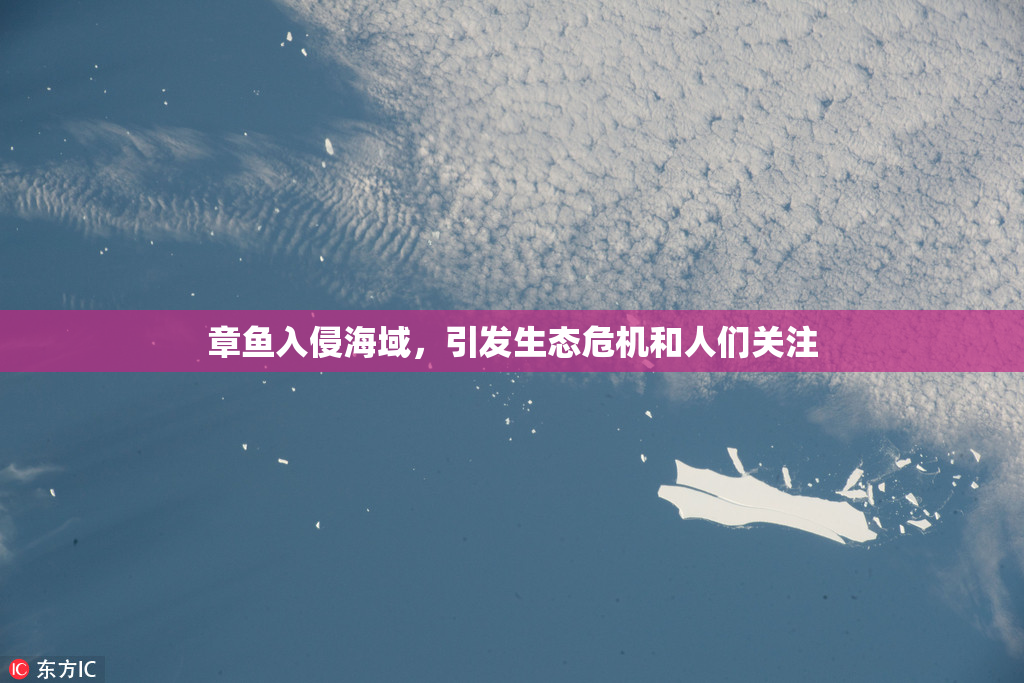 章鱼入侵海域，引发生态危机和人们关注