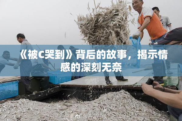 《被C哭到》背后的故事，揭示情感的深刻无奈