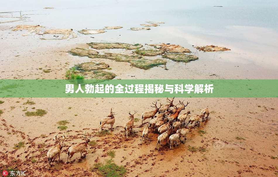 男人勃起的全过程揭秘与科学解析