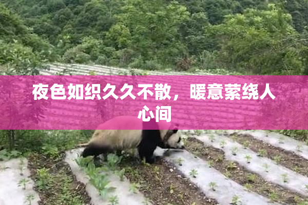 夜色如织久久不散，暖意萦绕人心间