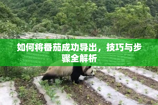如何将番茄成功导出，技巧与步骤全解析
