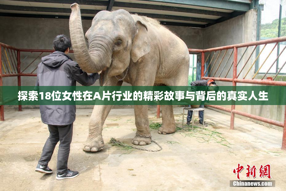 探索18位女性在A片行业的精彩故事与背后的真实人生