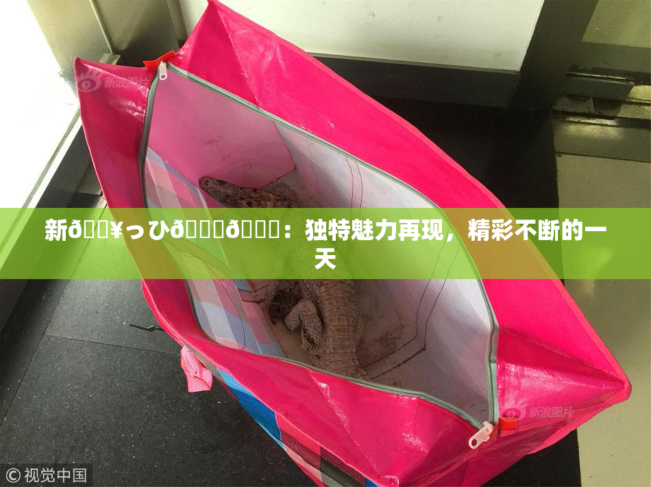 新🔥っひ🍑🍑：独特魅力再现，精彩不断的一天