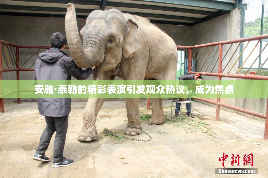 安雅·泰勒的精彩表演引发观众热议，成为焦点