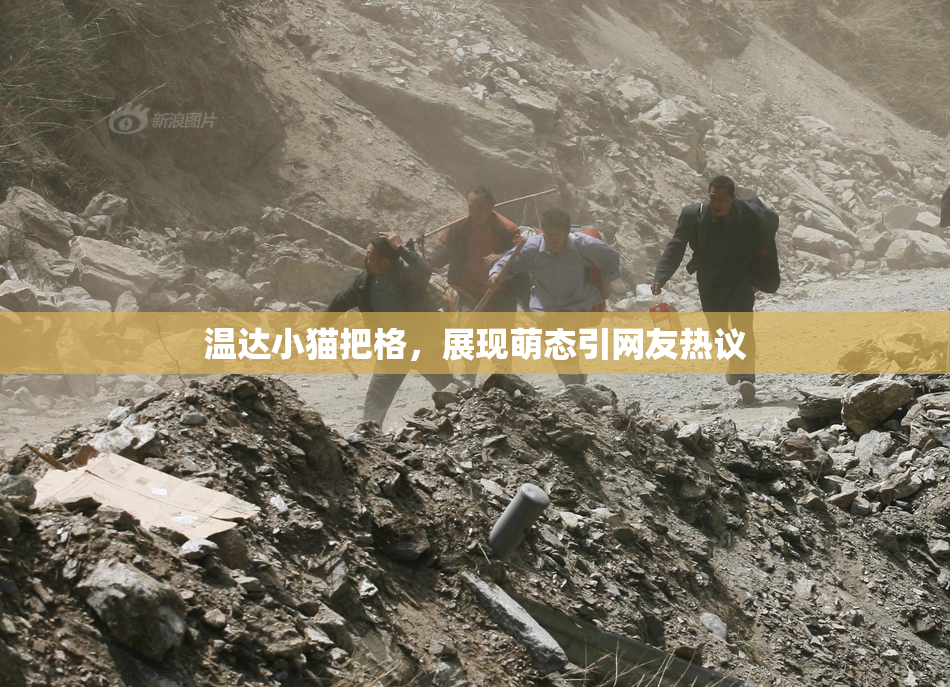 温达小猫把格，展现萌态引网友热议