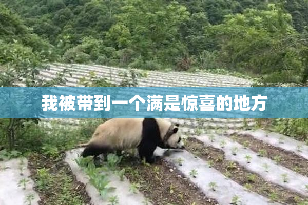我被带到一个满是惊喜的地方