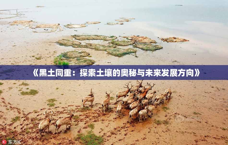 《黑土同重：探索土壤的奥秘与未来发展方向》