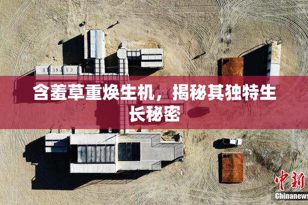 含羞草重焕生机，揭秘其独特生长秘密