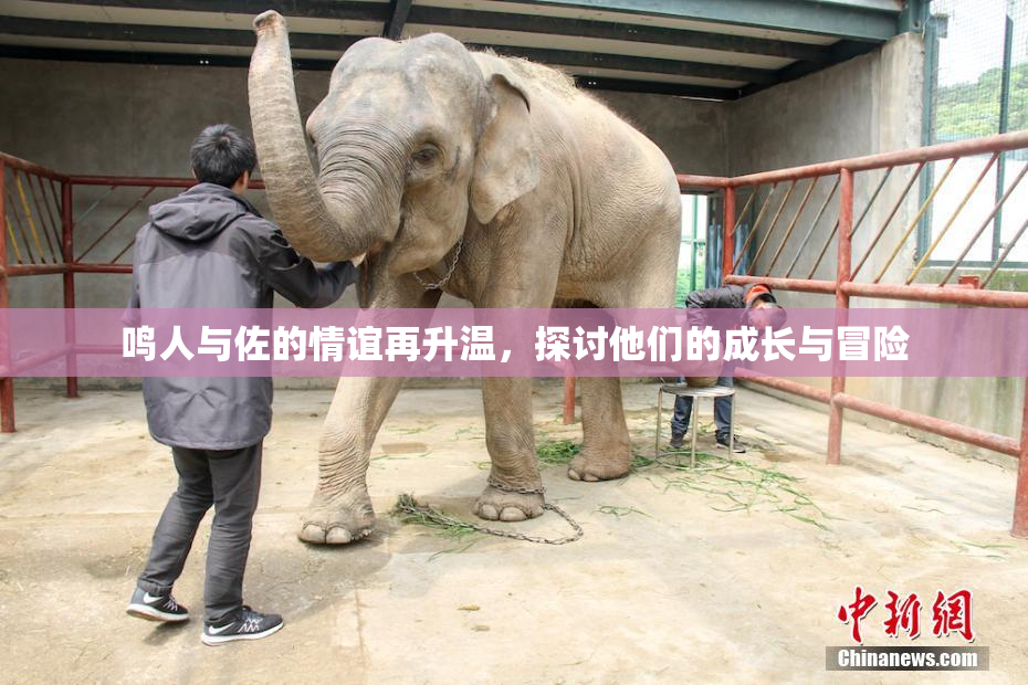 鸣人与佐的情谊再升温，探讨他们的成长与冒险