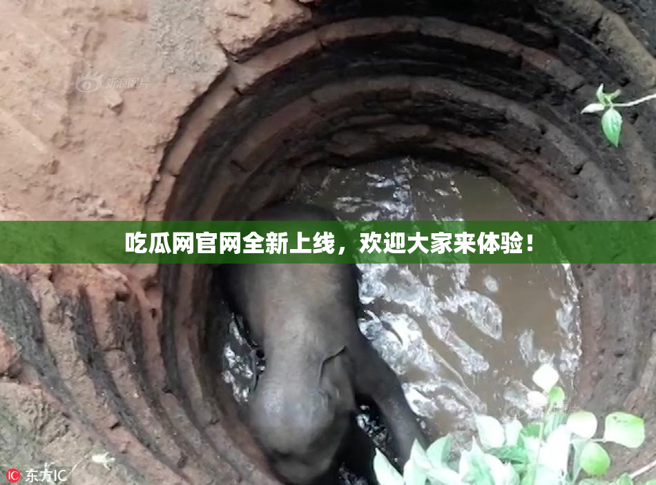 吃瓜网官网全新上线，欢迎大家来体验！